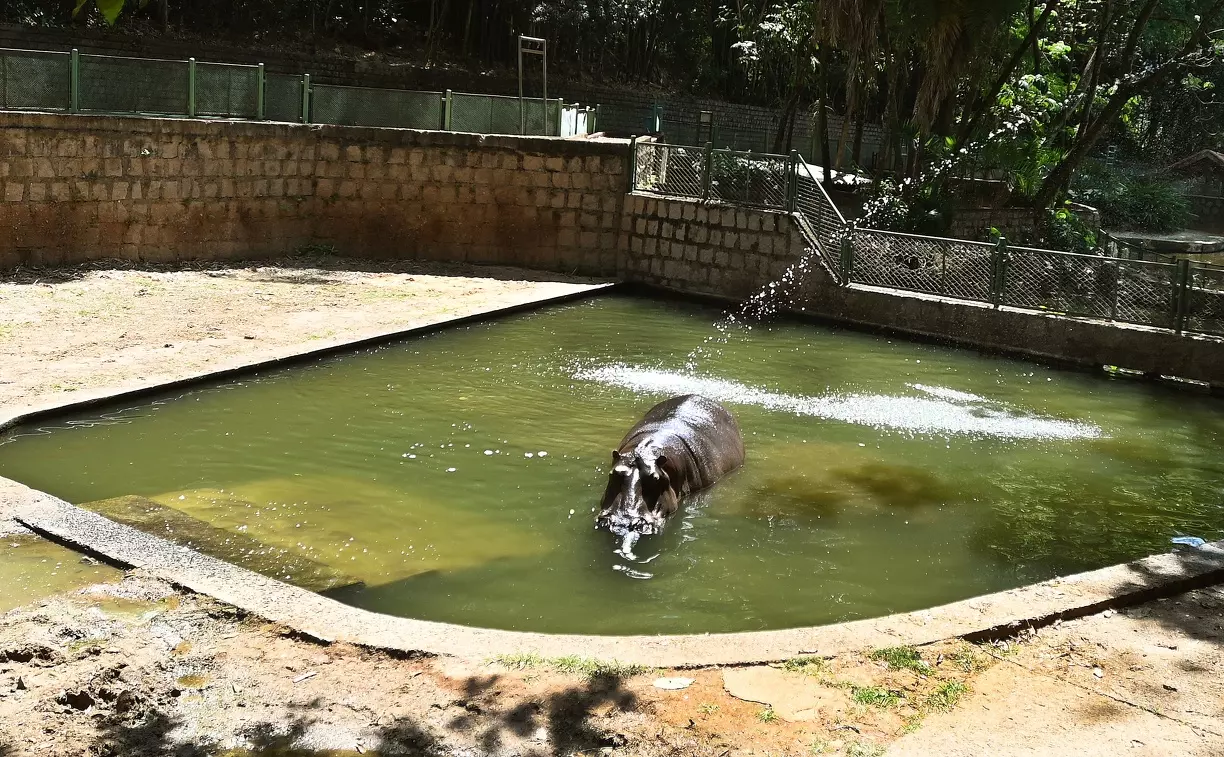 Aniversário do hipopótamo Dinho agita Bosque Interativo neste sábado